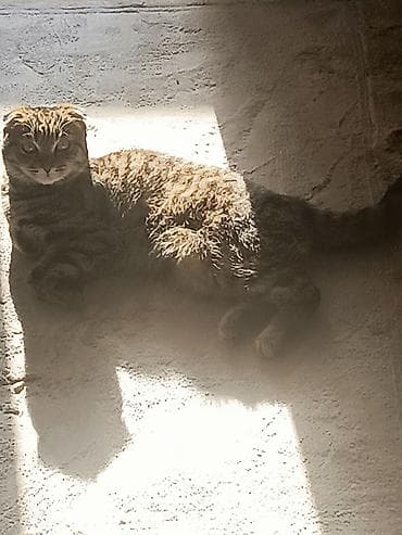 манчкин кошки: Вязка: ищу кота для вязки с вислоухой кошкой. 11 месяцев. полностью — 3