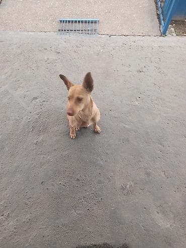 продаю охотничий собаку дратхар: Компактная собака рыжего окраса с короткой гладкой шерстью. Стройное — 2