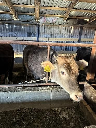 карова бычок: Продаю | Тёлка | Для молока | Привязанные — 2