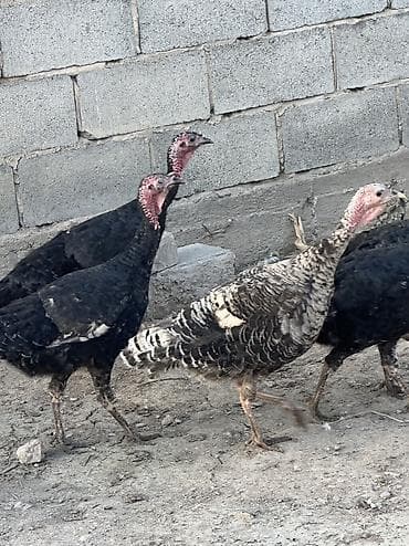 отдам даром собак в бишкеке: Самки и самцы — 6