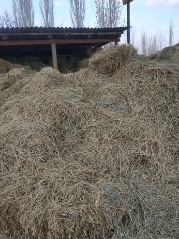 карова дойных: Расыпной чоп сатылат — 1