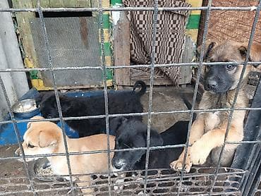 фазан бишкек: Отдам даром щенят. остались 3 девочки. вырастут средними. очень — 3