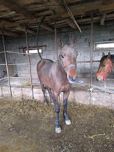 пчело матка: Продаю | Кобыла (самка) | Рабочий — 4