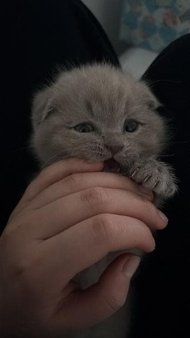 Мышыктар: Шотландский вислоухий котёнок (Scottish Fold), окрас голубой. Вотс + — 4