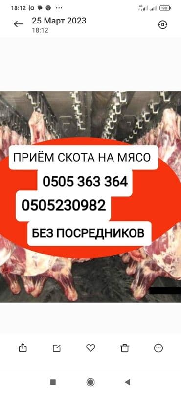 товары и аксесуары животноводство: Куплю | Коровы, быки, Лошади, кони, Другие с/х животные | Круглосуточно, Любое состояние, Забитый — 1