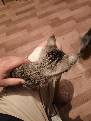 сиамские кот: Отдам даром кошку — 4