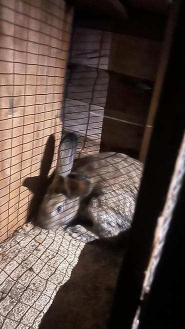 Кемирүүчүлөр: Сатам | Ургаачы коен | Күрөң коен | Көбөйтүү үчүн | Асыл тукумдуу — 4