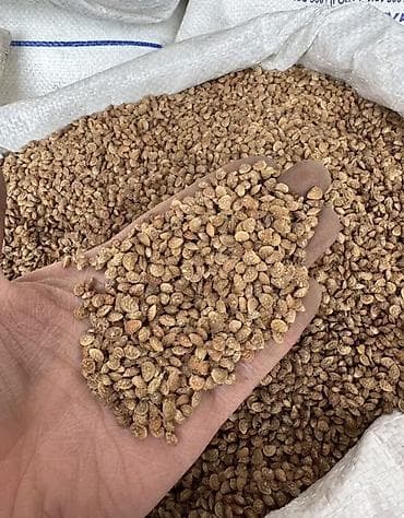 чон айгыр: Эспарцет оптом 
Гарантия 100% — 4