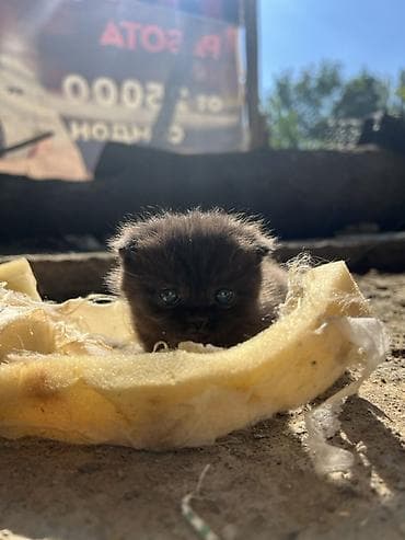 аквариумы с рыбками: Скотиш Фолд (Шотландская вислоухая), 1 месяц, Девочка, Шоколадный, Приучена к лотку — 7