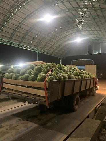 грузовые техники: Легкий грузовик, Foton, Стандарт, Б/у — 1