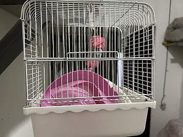 хомяк бесплатно: Клетка для мелких грызунов (хомяк, мышь, джунгарик) - Материал — 2