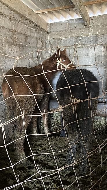 кунан ат: Продаю | Жеребенок — 7