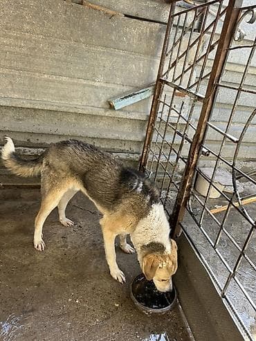 ит ош итер: Собака даром: Дворняжка, 8 месяцев, Самец — 1