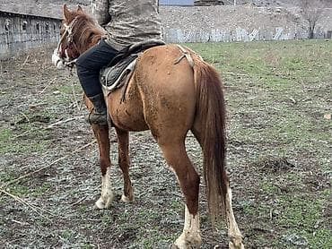 продажа кукуруза: Продаю | Жеребенок | Рабочий — 4