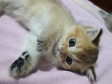 бордор колли: Скотиш Страйт (Шотландская прямоухая), 1 месяц, Мальчик, Золотая шиншилла, Приучена к лотку — 1