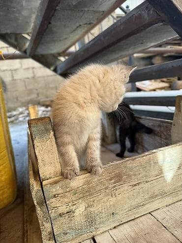 котят даром: Отдам даром в добрые руки, котята самостоятельные, приучены — 2
