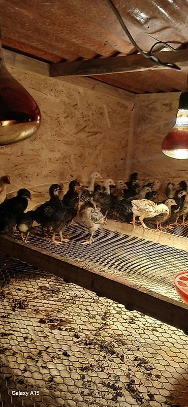 Айыл-чарба жаныбарлары: Сатам | Балапандар | Көбөйтүү үчүн — 5