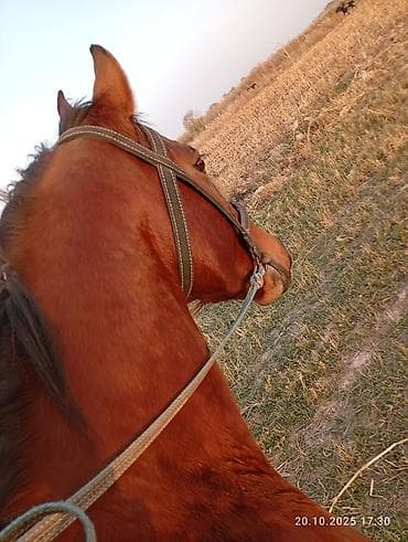 камчы жугон: Сатам | Байтал | Ат спорту — 2