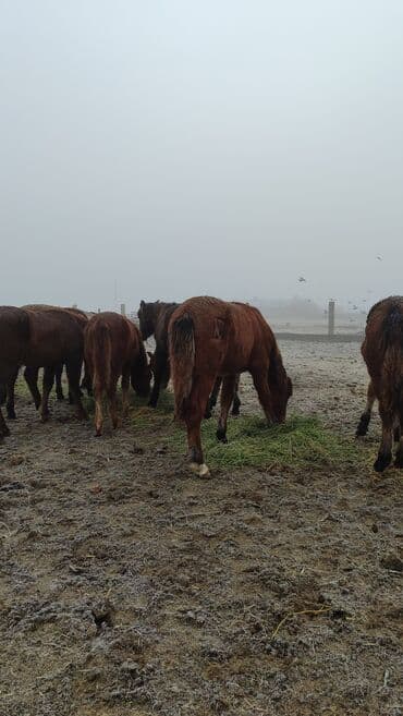 зоотовары оптом дордой: Продаю | Жеребец, Жеребенок — 4