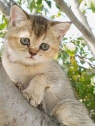 мышы: Скотиш Страйт (Шотландиялык тик кулактуу), 2 айлык, Ургаачы, Алтын шиншилла, Лотокко барууга үйрөтүлгөн, Курттардан тазаланган — 12