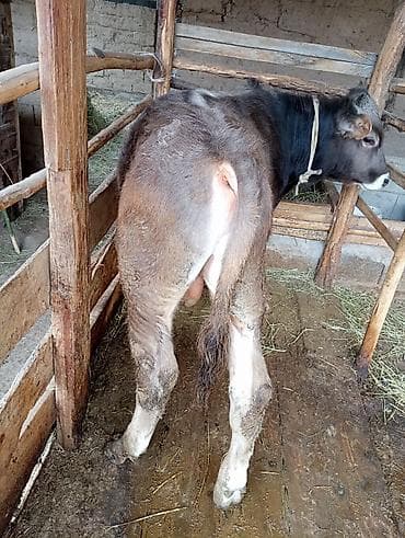 продаю бычки герофорды: Продаю | Бык (самец) | На откорм | Привязанные — 3