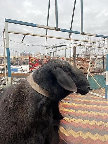 корова молочная: Продаю | Баран (самец) | Арашан | Для разведения | Племенные, Осеменитель — 8