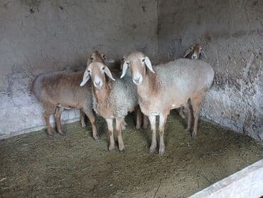 купить бельгийскую овчарку малинуа: Продаю | Ягненок | Арашан — 4