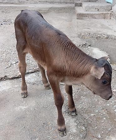 голуби животные: Продаю | Бык (самец) | Швицкая | Для разведения | Искусственник — 2