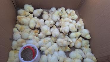 выдвижной ящик: Продаю | Цыплята | Несушки — 2