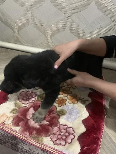 восточно европейская овчарка черная: Восточноевропейская овчарка, 1 месяц, Самец — 1