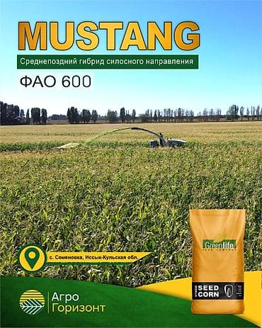 В наличии семена кукурузы MUSTANG (ФАО 600) Среднепоздний гибрид at lalafo.kg В наличии семена кукурузы MUSTANG (ФАО 600) Среднепоздний гибрид