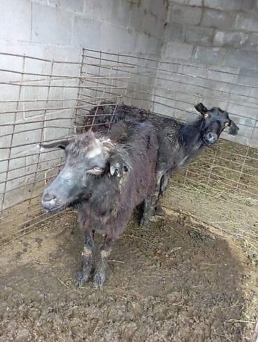 продается коза: Продаю | Коза (самка), Козёл (самец) | Зааненская — 3