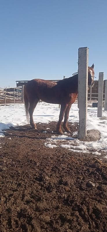 Продаю | Конь (самец) | Рабочий at lalafo.kg Продаю | Конь (самец) | Рабочий