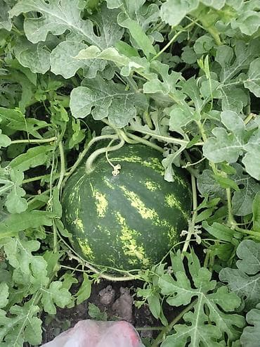 трико шым: Арбузы домашние, сорта с классической полосатой кожурой и — 1