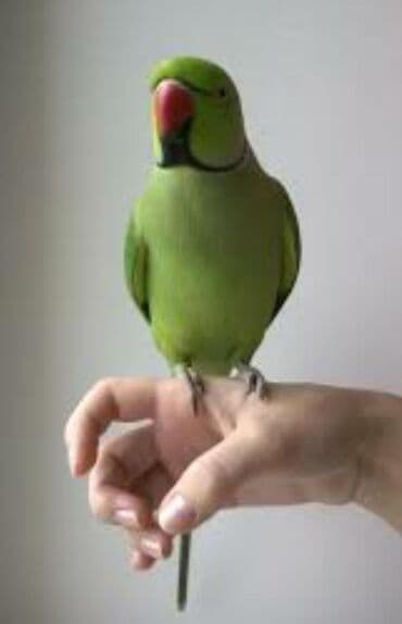 корм для птенцов волнистых попугаев: Волнистые попугайчики хорошо учатся говорить и приручаются к рукам. А — 13