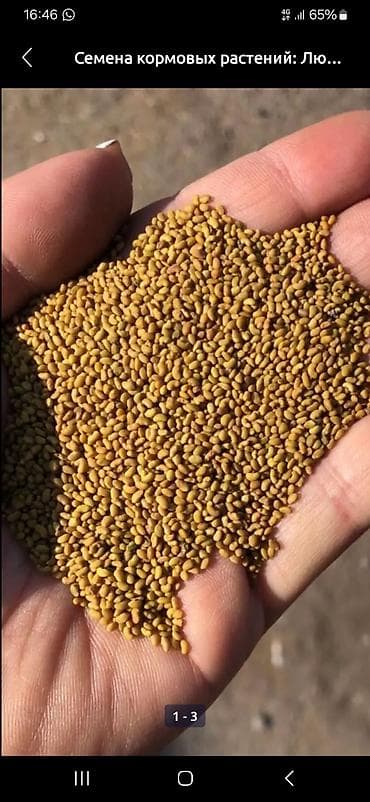 лошад: Семена кормовых растений: Люцерна — 1