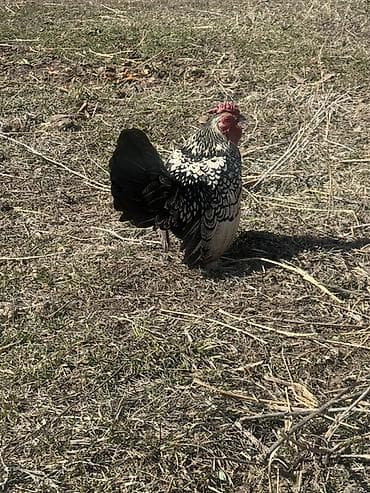 Продаю | Петух | Для разведения