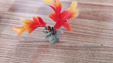 Грызуны: Продаю аквариум, с растением, кормом и с камнями, объем 1 литр, торг — 2