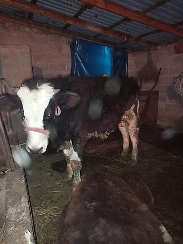 Другие животные: Продаю | Бык (самец) | Полукровка | Привязанные — 3