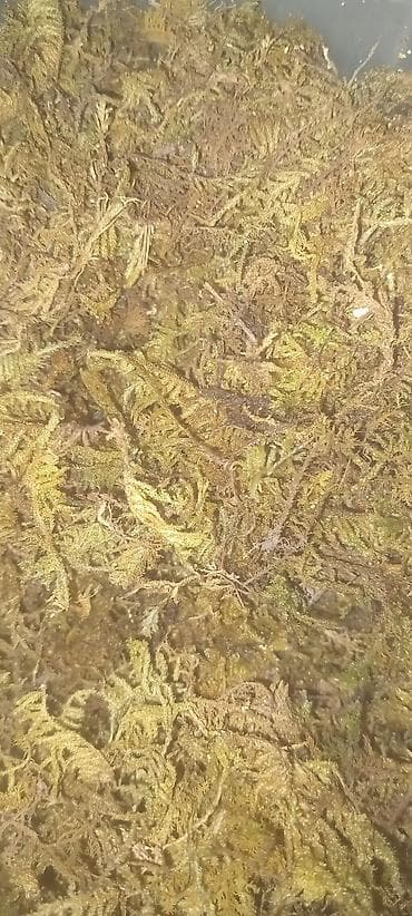 где можно купить семена грибов: Сухой мох для растений,улиток,черепах, террариумов и флорариумов — 1