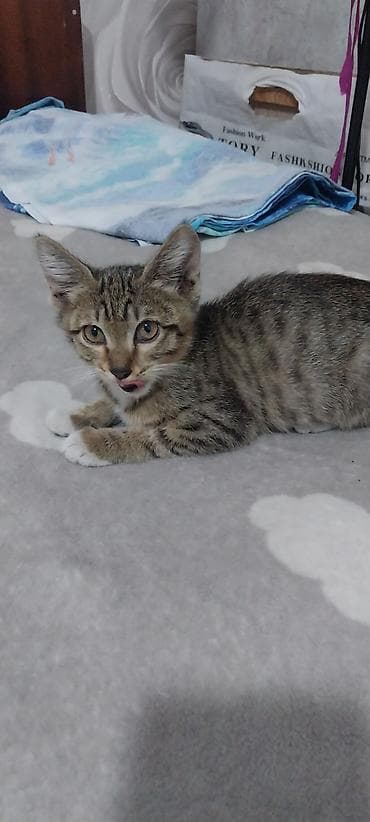 кошка табби: Котёнок тигрового окраса - Домашний короткошёрстный котёнок с — 1