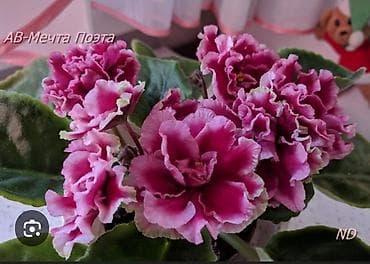 чоп орчу: Продаю детки сортовых фиалок,около 200 сортов🌺🌿🌺. Цены 80-130сом. Есть — 6