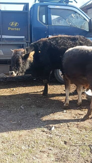 корм токмок: Сатам | Бука (эркек) | Аргын | Бордоп семиртүү үчүн | Байланган — 4