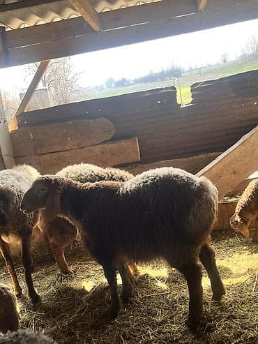 рыбы купить: Продаю | Овца (самка) | Для разведения | Матка — 1