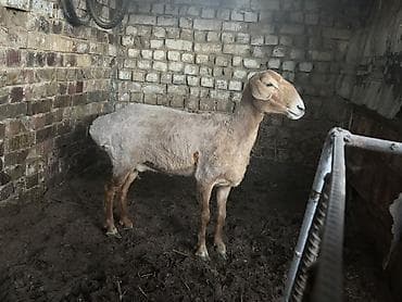 продаю баран сокулук: Сатам | Ургаачы кой (ургаачы), Козу | Арашан, Гиссар | Көбөйтүү үчүн, Жүн үчүн, Союуга | Козулаган, Токту, Ургаачы — 1