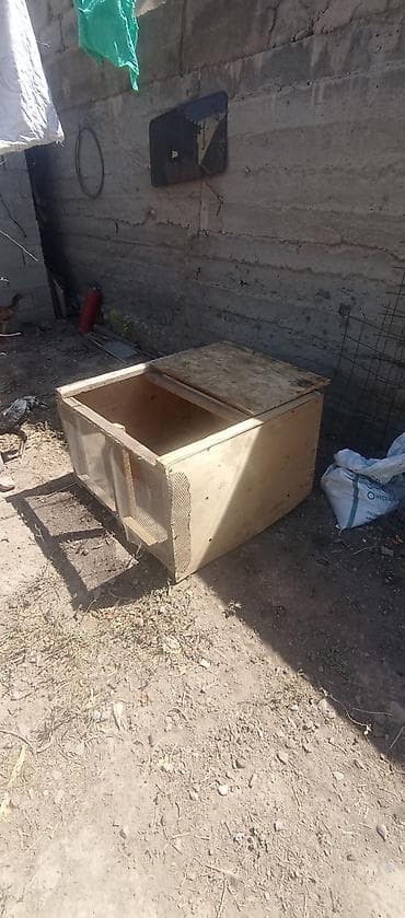 бруддер: Продаю | Цыплята — 3