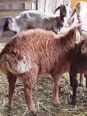 обмен на хаски: Продаю | Ягненок | Для разведения — 2