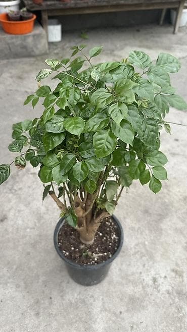 Үй жана бакча: Замиокулькас (Zamioculcas zamiifolia) в горшке. - Сортовое — 8