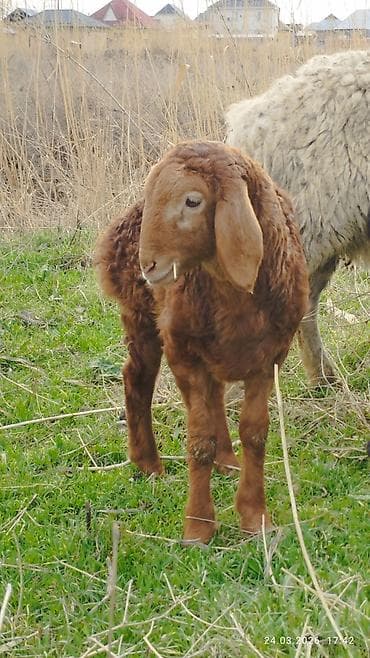 кормушки для птиц: Продаю | Овца (самка) | Для разведения | Матка — 10