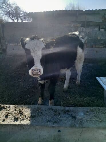 продажа щенков немецкой овчарки с документами в бишкеке: Продаю | Музоо, торпок | Голштин | На откорм | Привязанные — 1